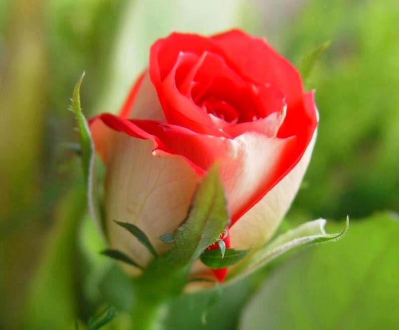 fondos de pantalla de rosas más bellas,flor,rosas de jardín,planta floreciendo,pétalo,rosa