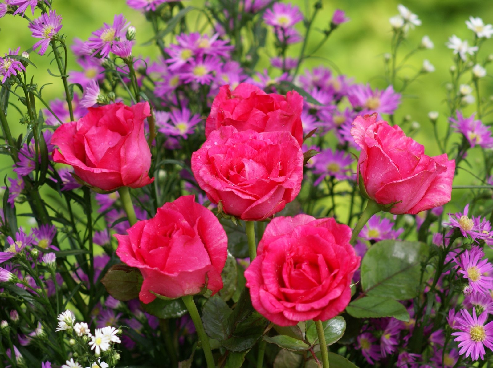 最も美しいバラの壁紙,花,開花植物,庭のバラ,花弁,工場