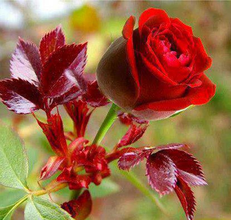 fondos de pantalla de rosas más bellas,flor,planta floreciendo,planta,rojo,pétalo