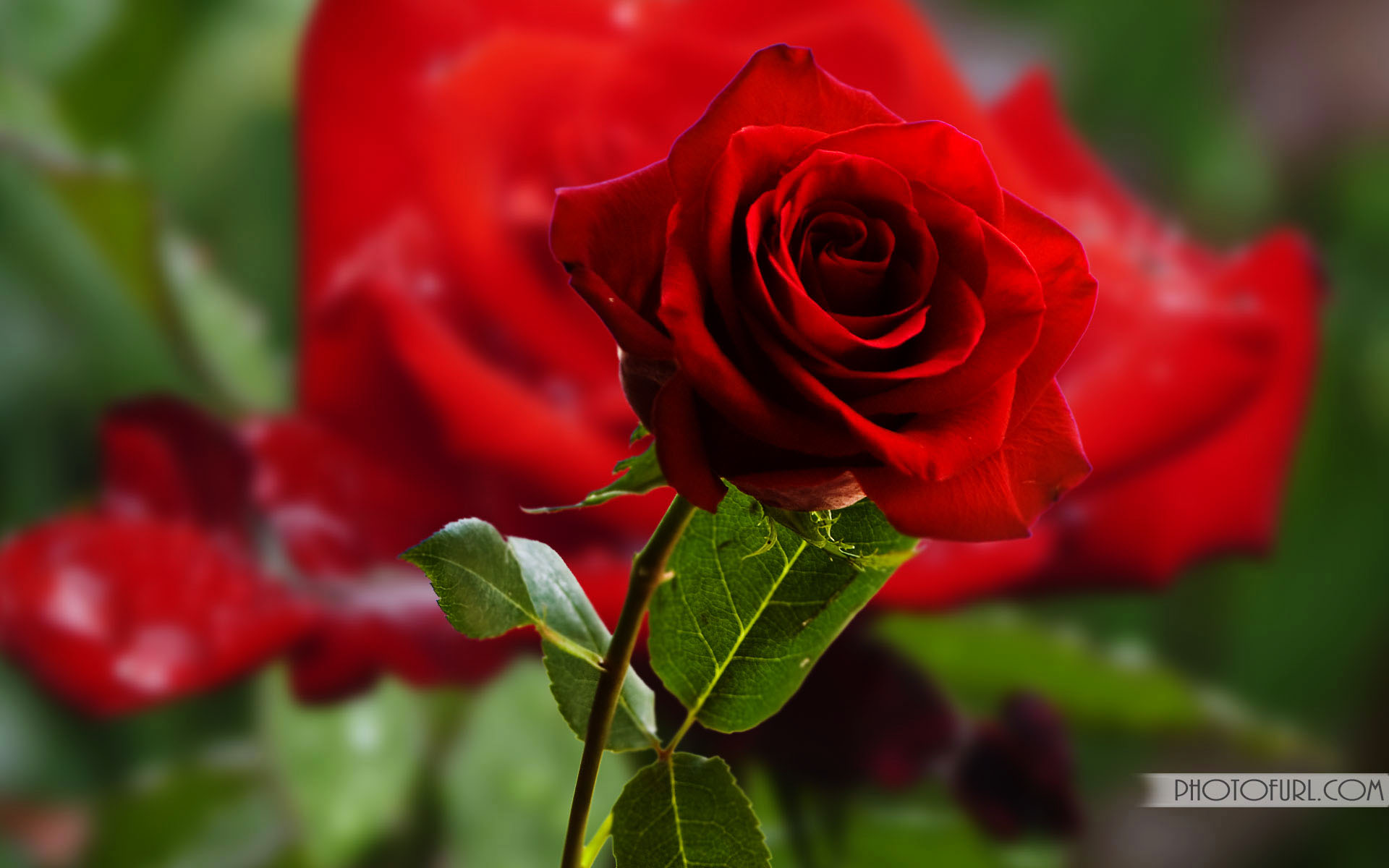 最も美しいバラの壁紙,花,ローズ,庭のバラ,開花植物,赤