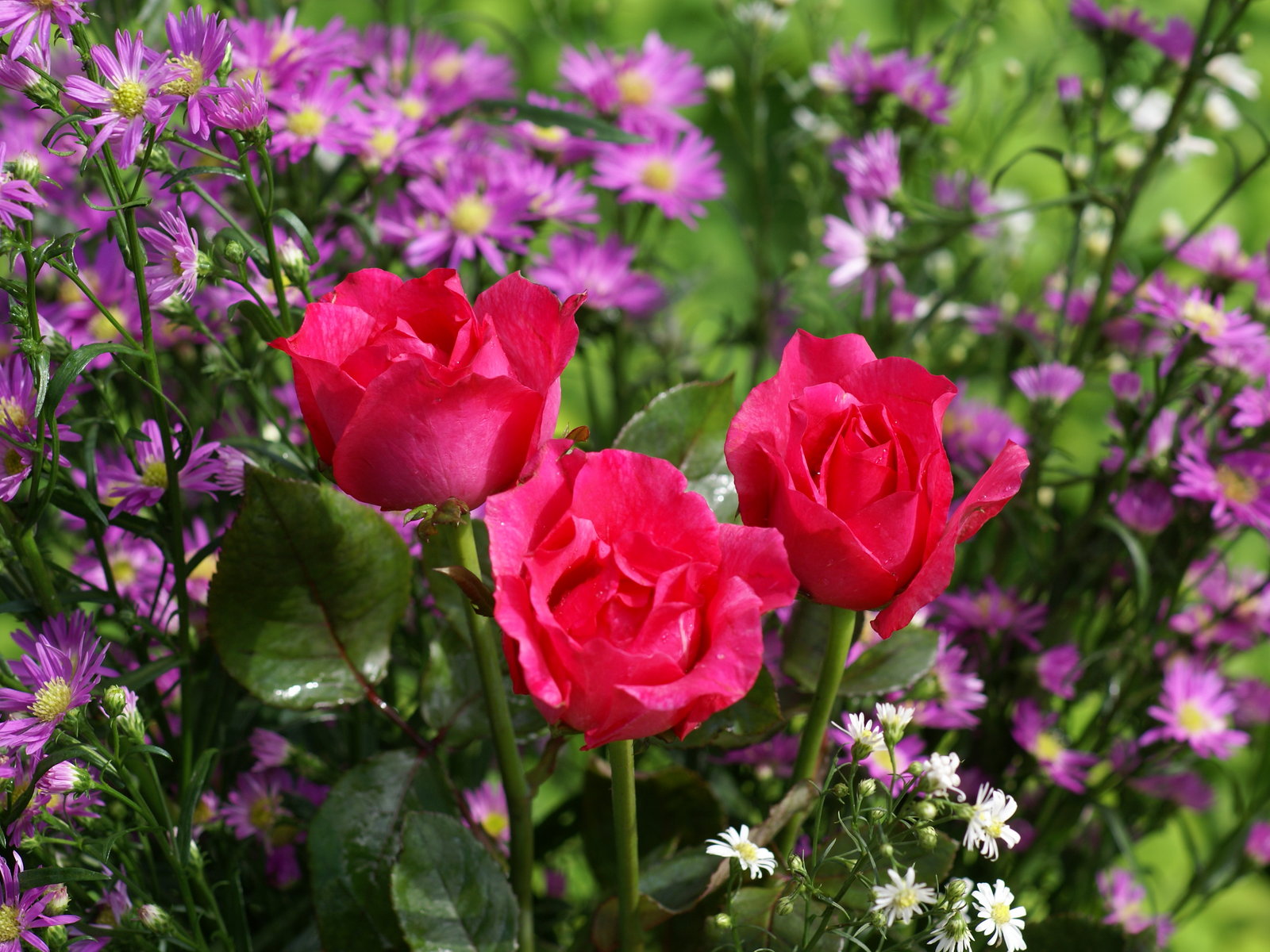 sfondi rose più belli,fiore,pianta fiorita,petalo,pianta,natura