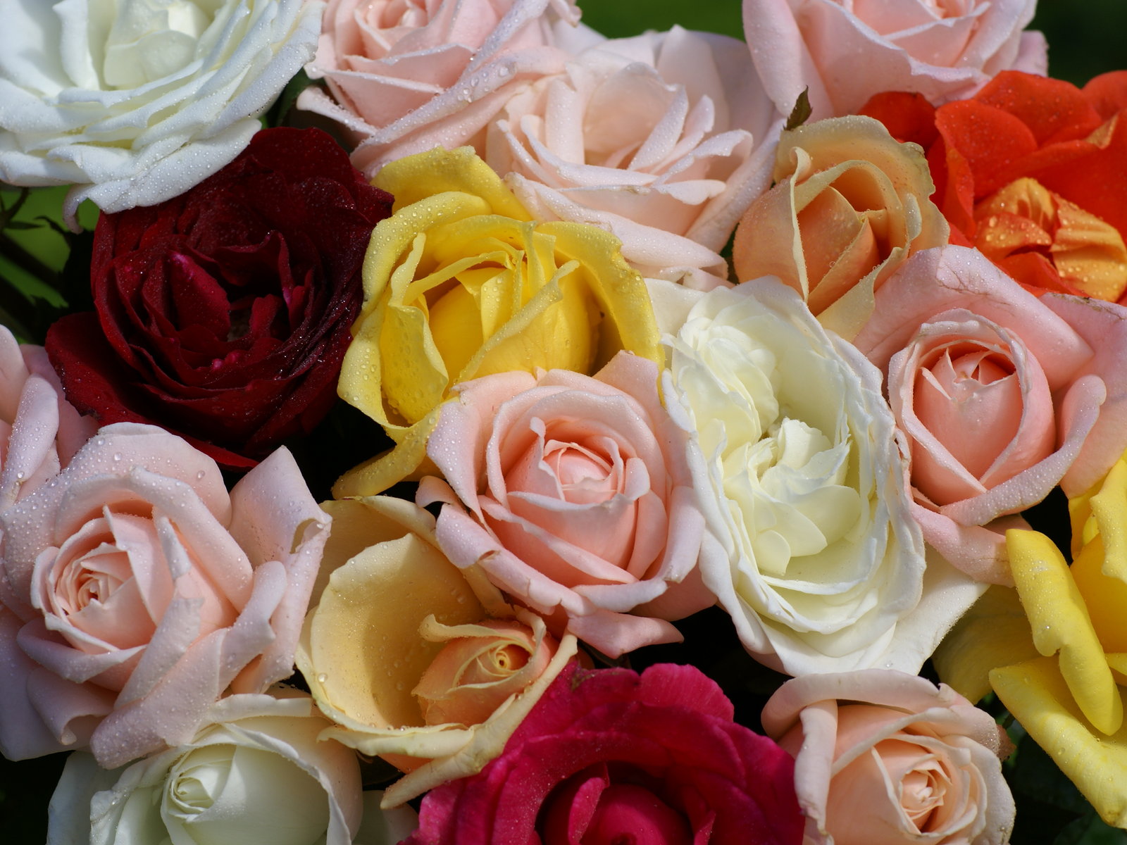 les plus beaux fonds d'écran de roses,fleur,rose,roses de jardin,plante à fleurs,fleurs coupées