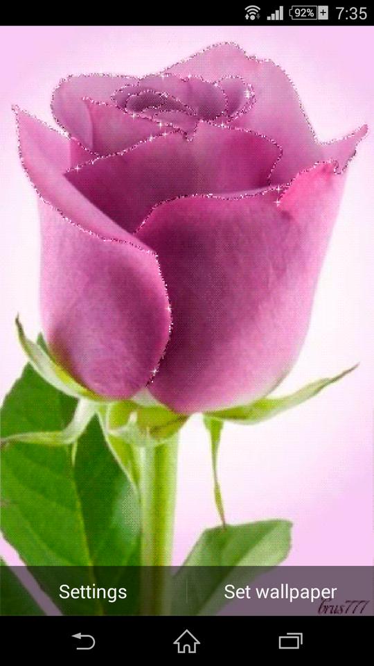 gulab wallpaper download,flower,petal,flowering plant,pink,garden roses