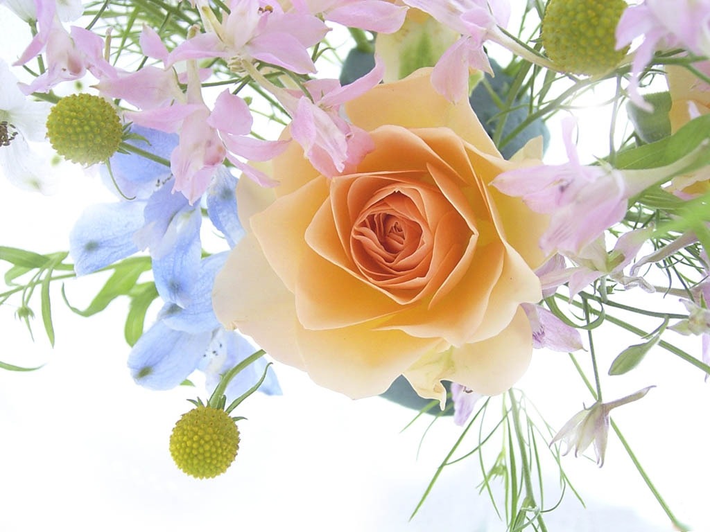 download di sfondi gulab,fiore,rosa,tagliare i fiori,rose da giardino,mazzo