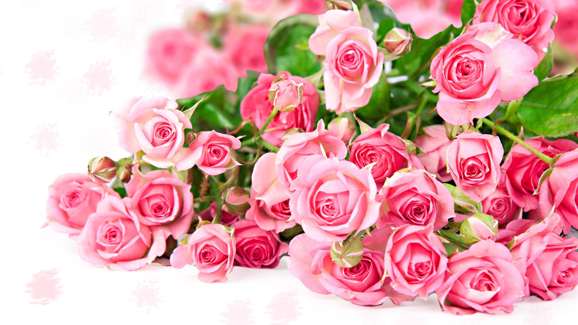 아름다운 핑크 장미 배경 화면 무료 다운로드,꽃,정원 장미,꽃 피는 식물,장미,분홍