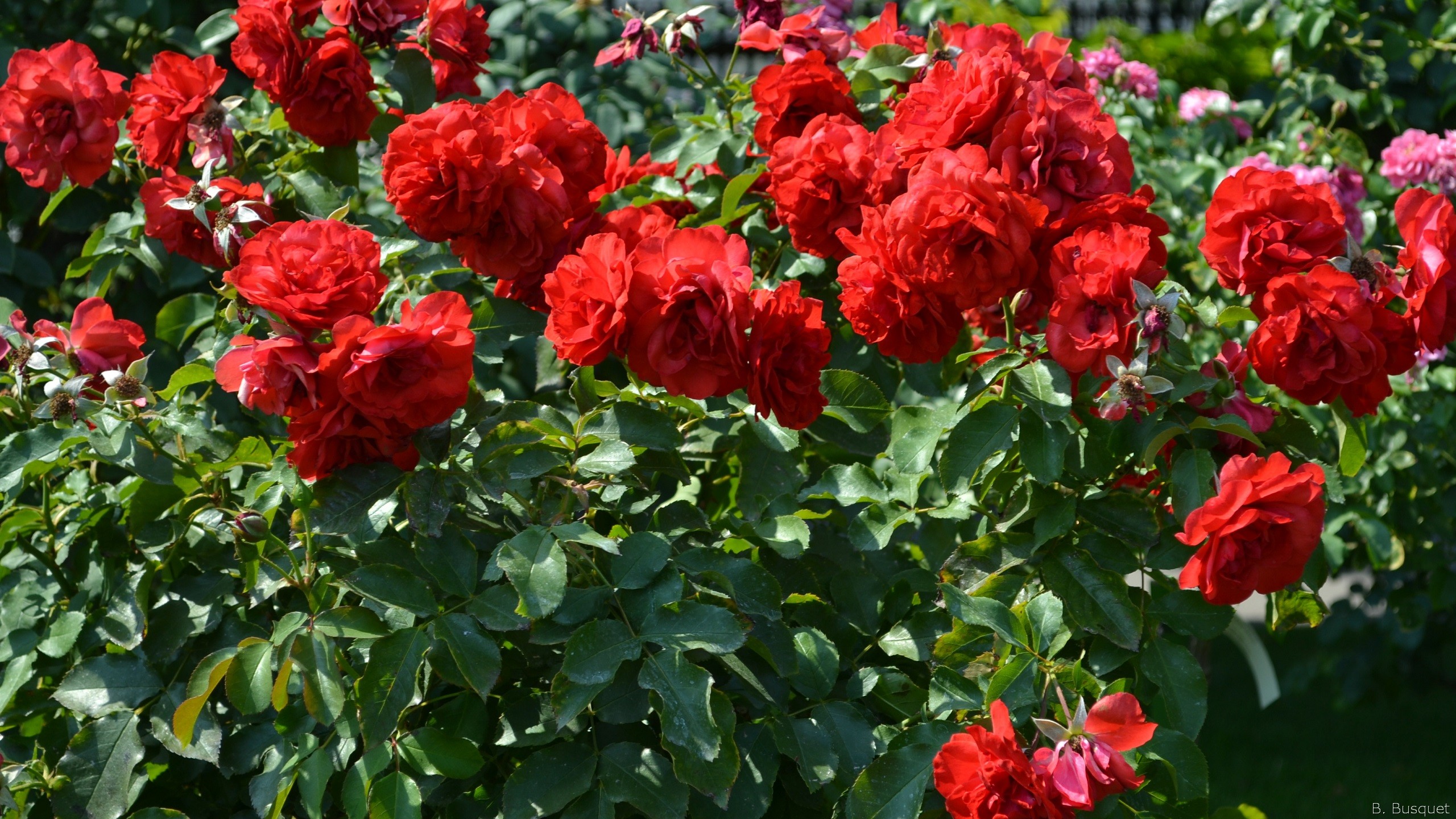 download di sfondi gulab,fiore,pianta fiorita,rose da giardino,pianta,floribunda