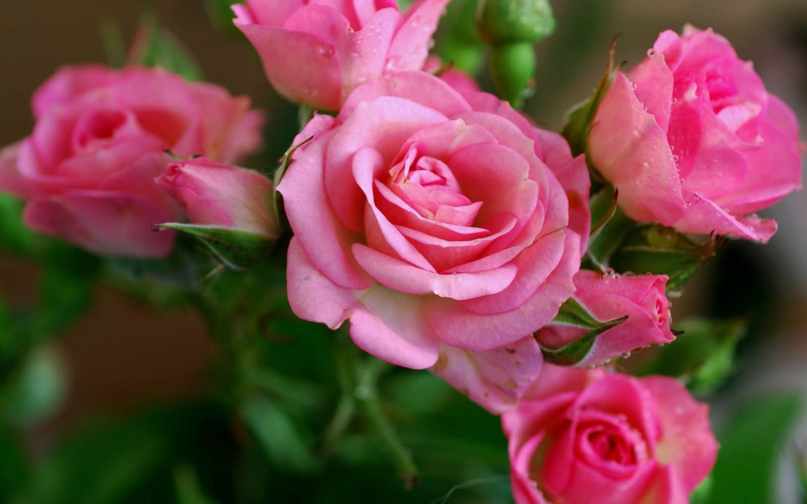 美しいピンクのバラの壁紙無料ダウンロード,花,開花植物,庭のバラ,ピンク,ローズ
