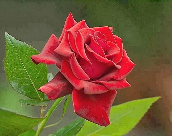 bonito fondo de pantalla de rosa,flor,rosas de jardín,planta floreciendo,pétalo,rosa