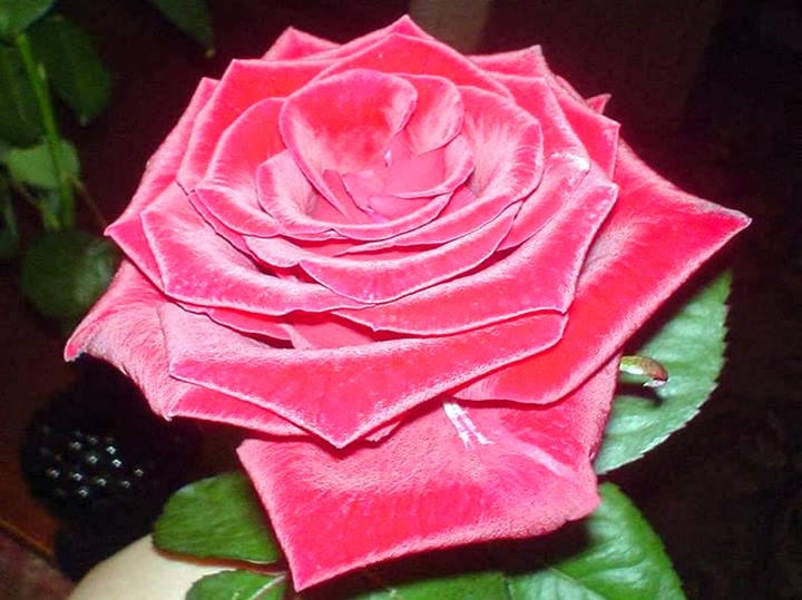 nice rose wallpaper,flower,garden roses,rose,pink,petal