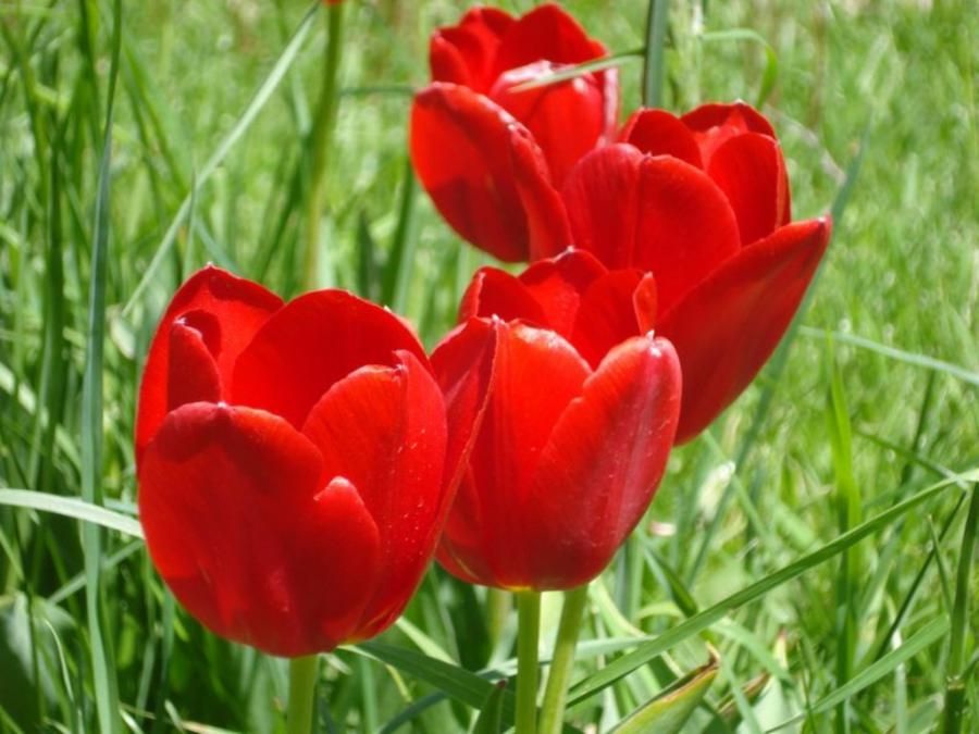 download di sfondi gulab,pianta fiorita,petalo,fiore,tulipa humilis,tulipano