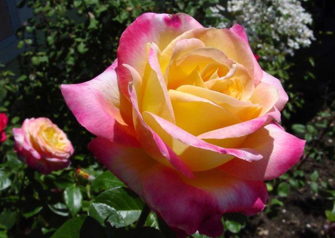 descargar fondos de gulab,flor,rosa,rosas de jardín,planta floreciendo,julia niño rosa