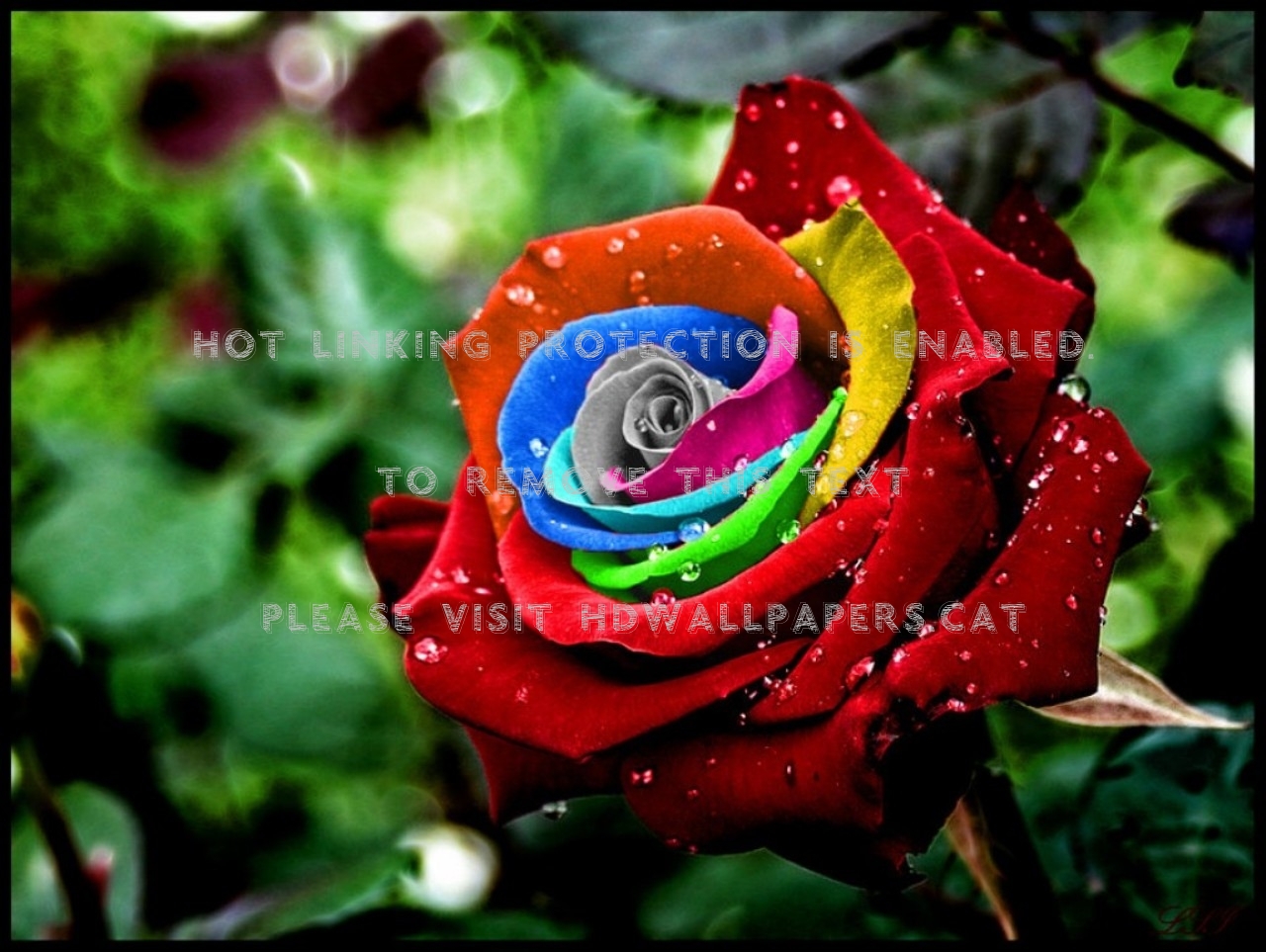 todos los colores rosa fondos de pantalla,flor,rosa,planta floreciendo,rosas de jardín,naturaleza