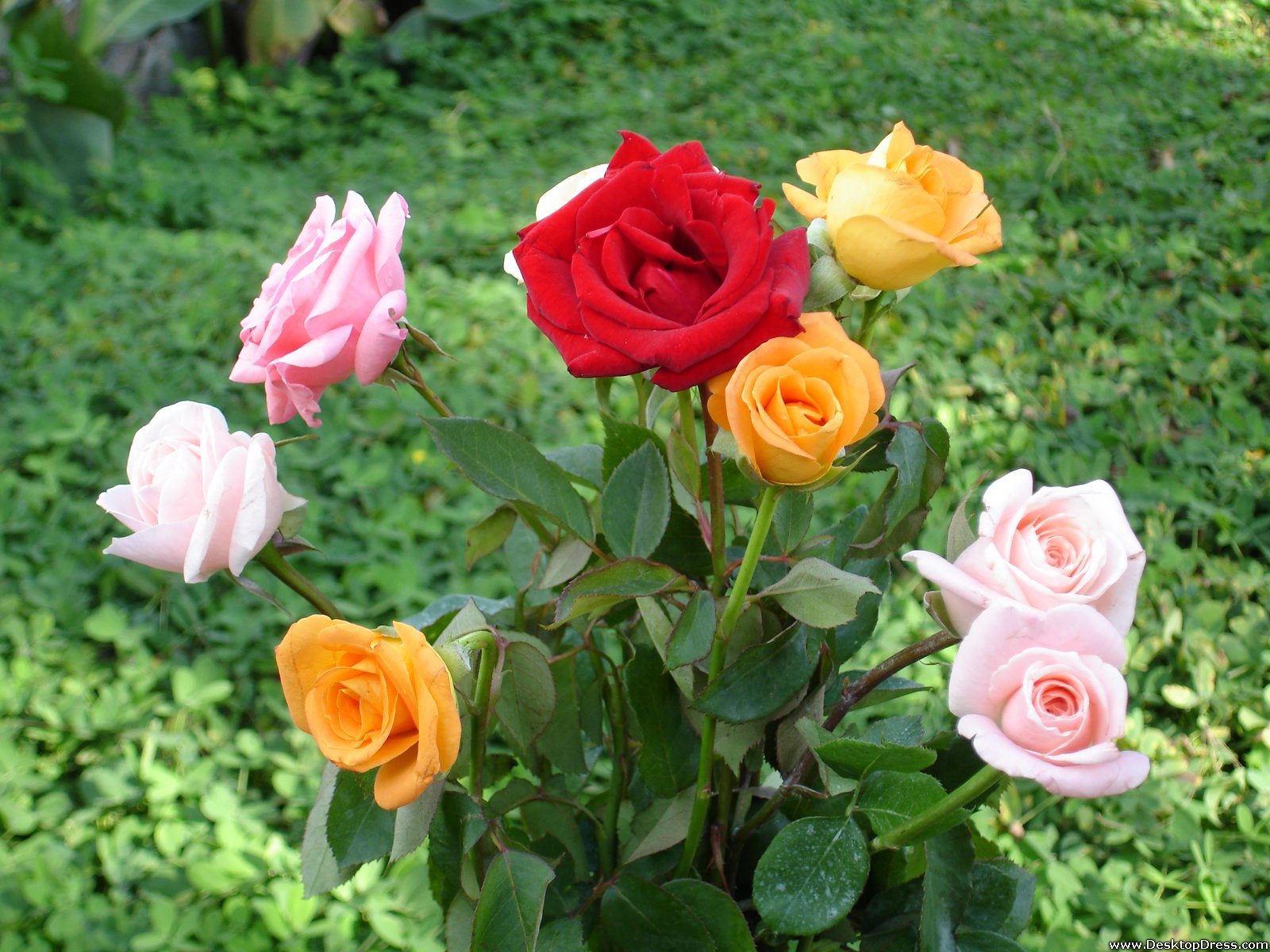 all colours rose wallpapers,flower,flowering plant,julia child rose,garden roses,floribunda