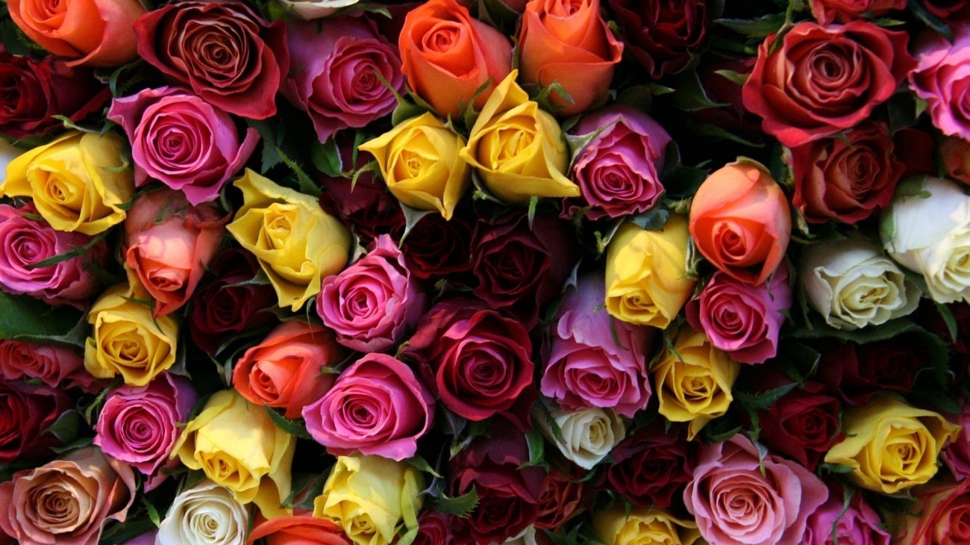 toutes les couleurs rose fonds d'écran,fleur,rose,roses de jardin,famille rose,plante