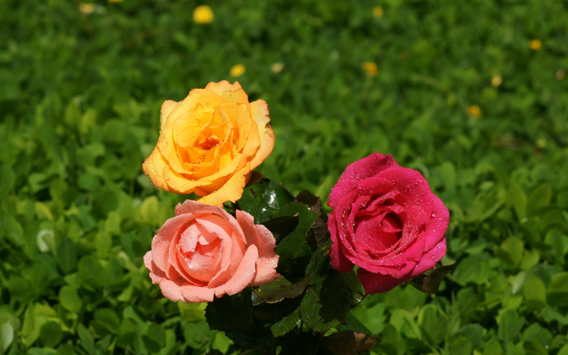 all colours rose wallpapers,flower,flowering plant,julia child rose,garden roses,rose