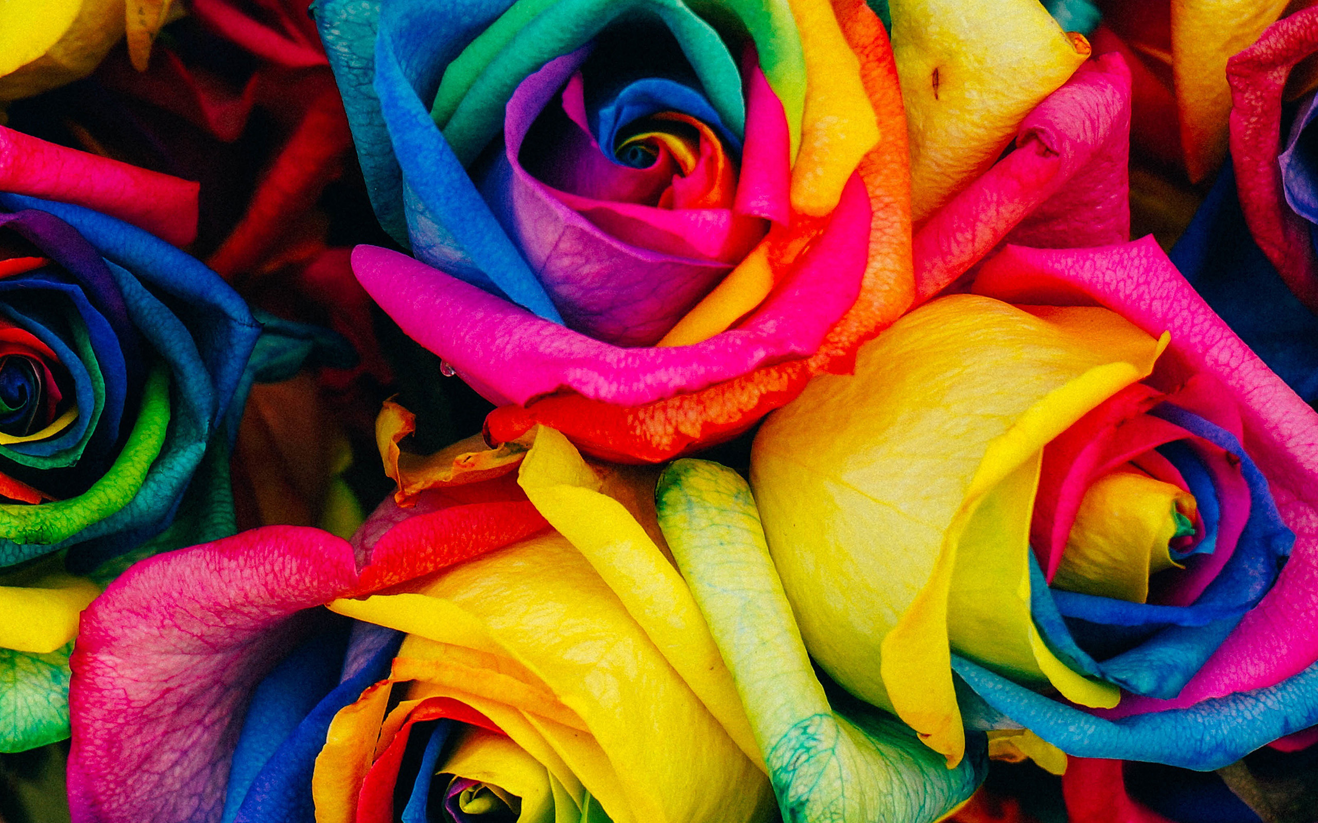 all colours rose wallpapers,flower,rose,rainbow rose,garden roses,petal