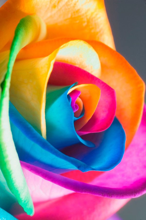 todos los colores rosa fondos de pantalla,rosa,rosa arcoiris,pétalo,flor,familia rosa