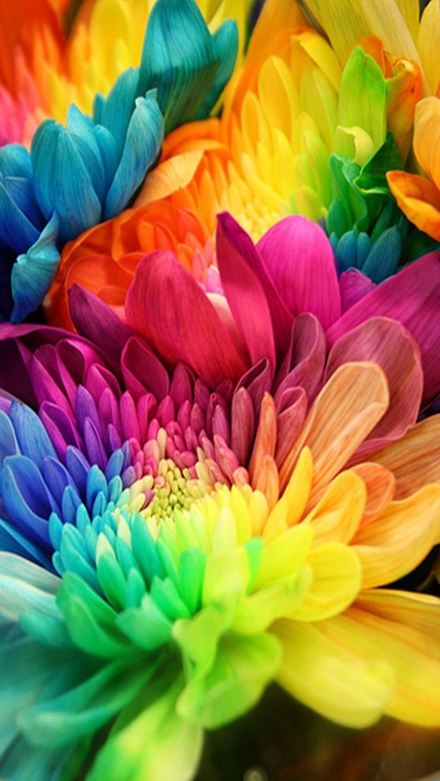 all colours rose wallpapers,petal,flower,plant,chrysanths,close up