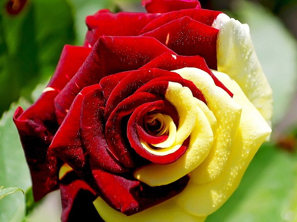all colours rose wallpapers,flower,rose,garden roses,flowering plant,petal
