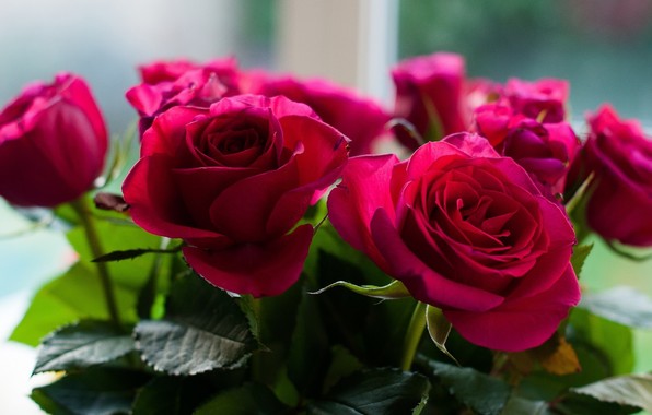 scarica gratis rose flower wallpaper per cellulari,fiore,rose da giardino,pianta fiorita,rosa,petalo