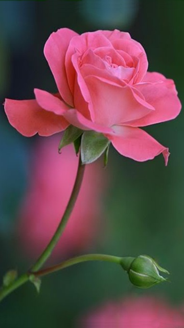 kostenloser download rose flower wallpaper für handy,blume,blühende pflanze,blütenblatt,rosa,gartenrosen