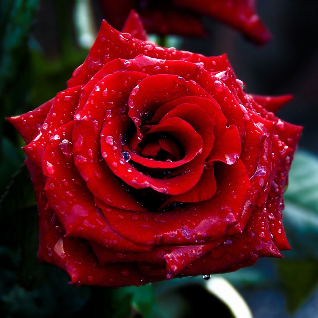 descarga gratis rose flower wallpaper para móvil,flor,rosa,rosas de jardín,planta floreciendo,rojo