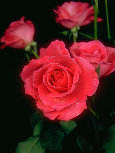 toutes les couleurs rose fonds d'écran,fleur,plante à fleurs,roses de jardin,julia enfant rose,rose