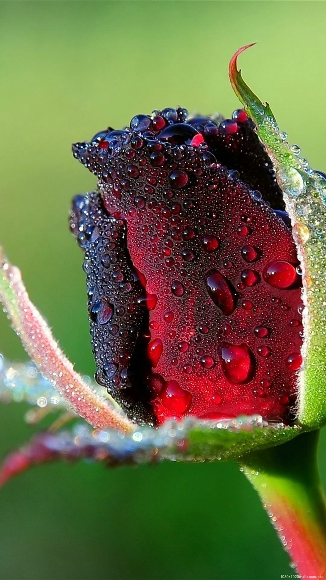 free download rose flower wallpaper for mobile,water,flower,dew,plant,leaf