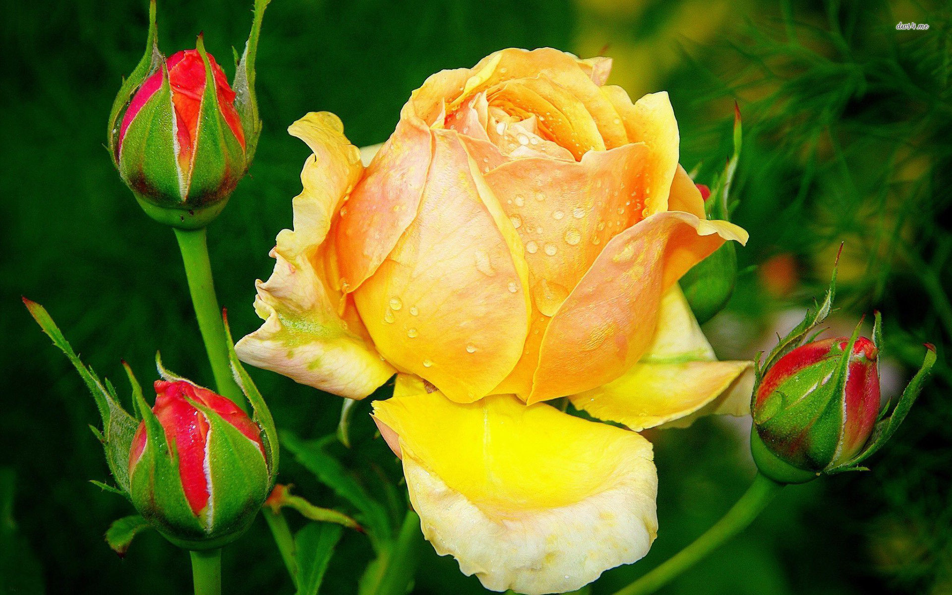 all colours rose wallpapers,flower,flowering plant,julia child rose,petal,garden roses