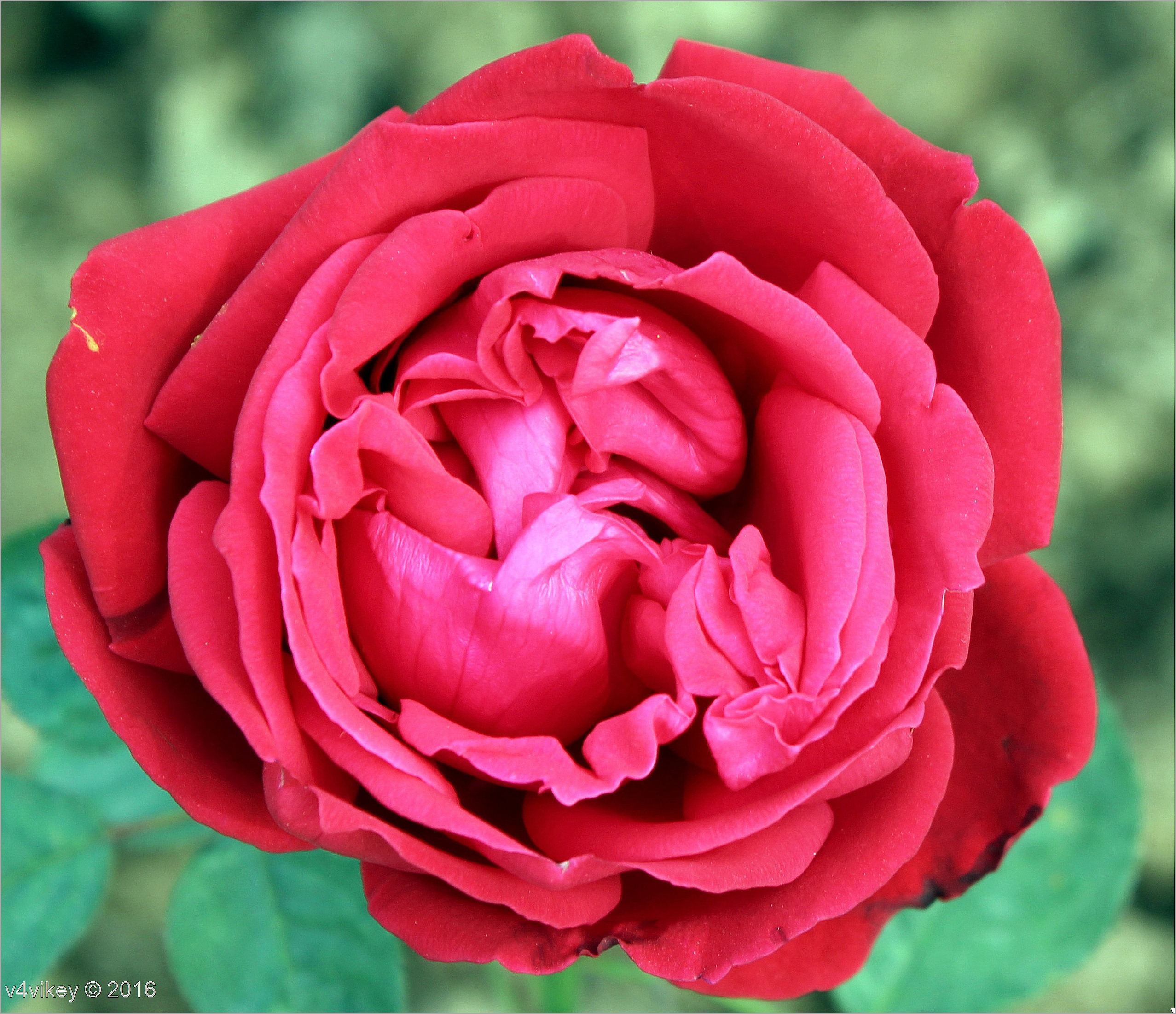 all colours rose wallpapers,flower,rose,garden roses,flowering plant,petal