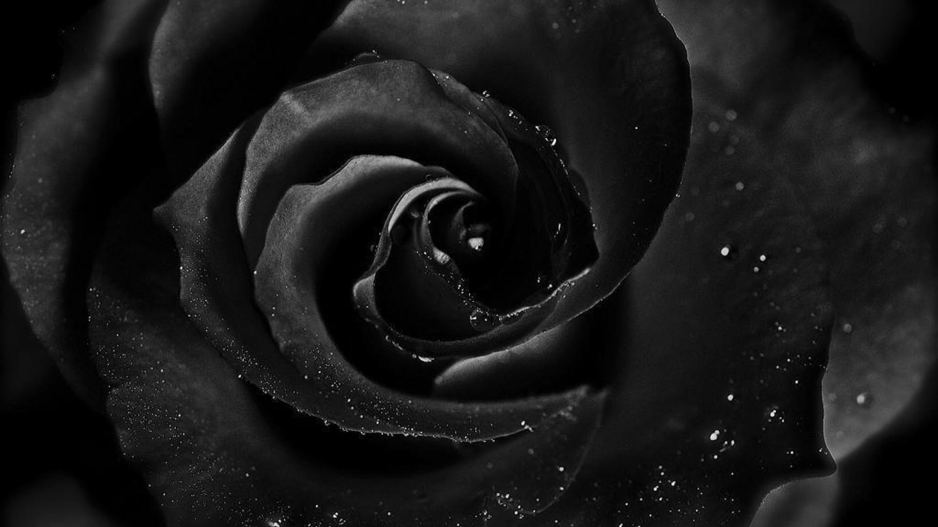 black and white rose wallpaper,rose,garden roses,black,monochrome photography,black and white