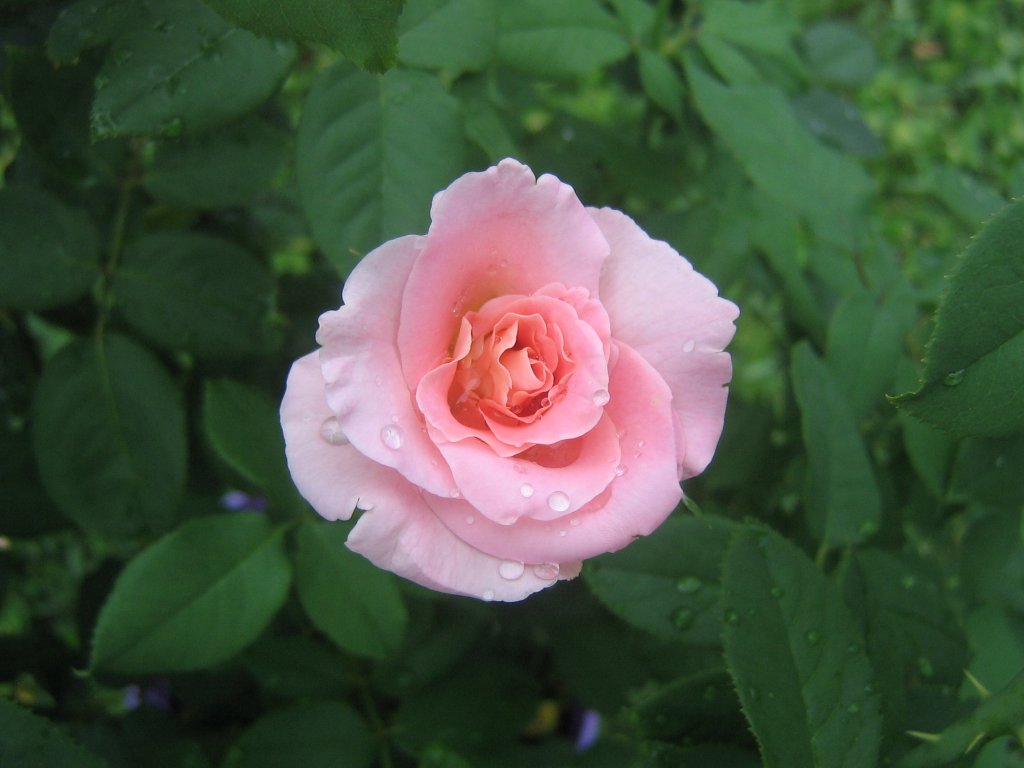 bellissimi sfondi rosa rosa,fiore,pianta fiorita,julia child rose,rosa,petalo