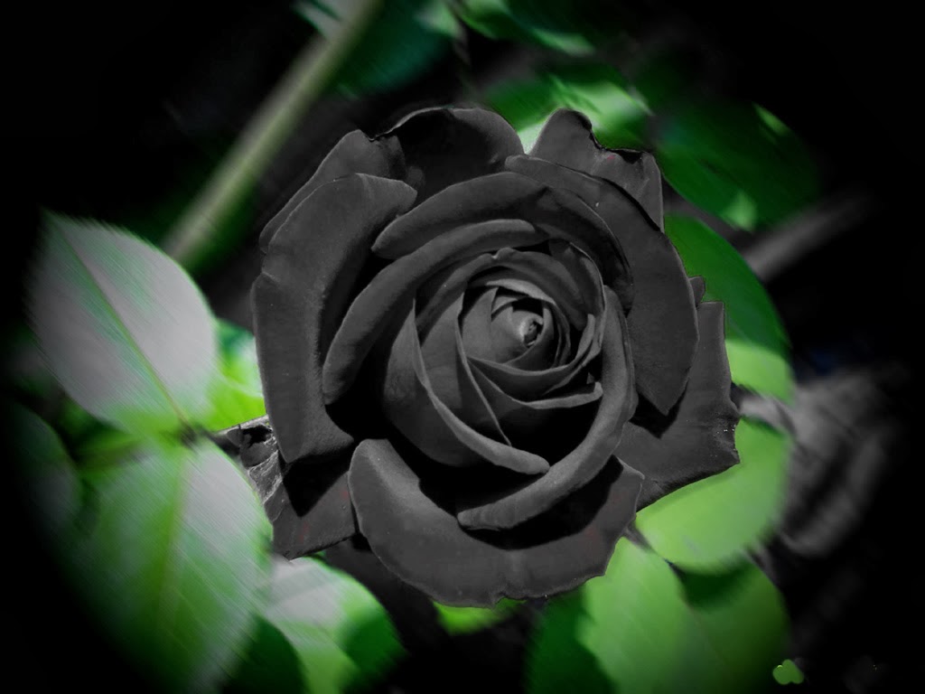 黒と白のバラの壁紙,花,開花植物,庭のバラ,ローズ,花弁