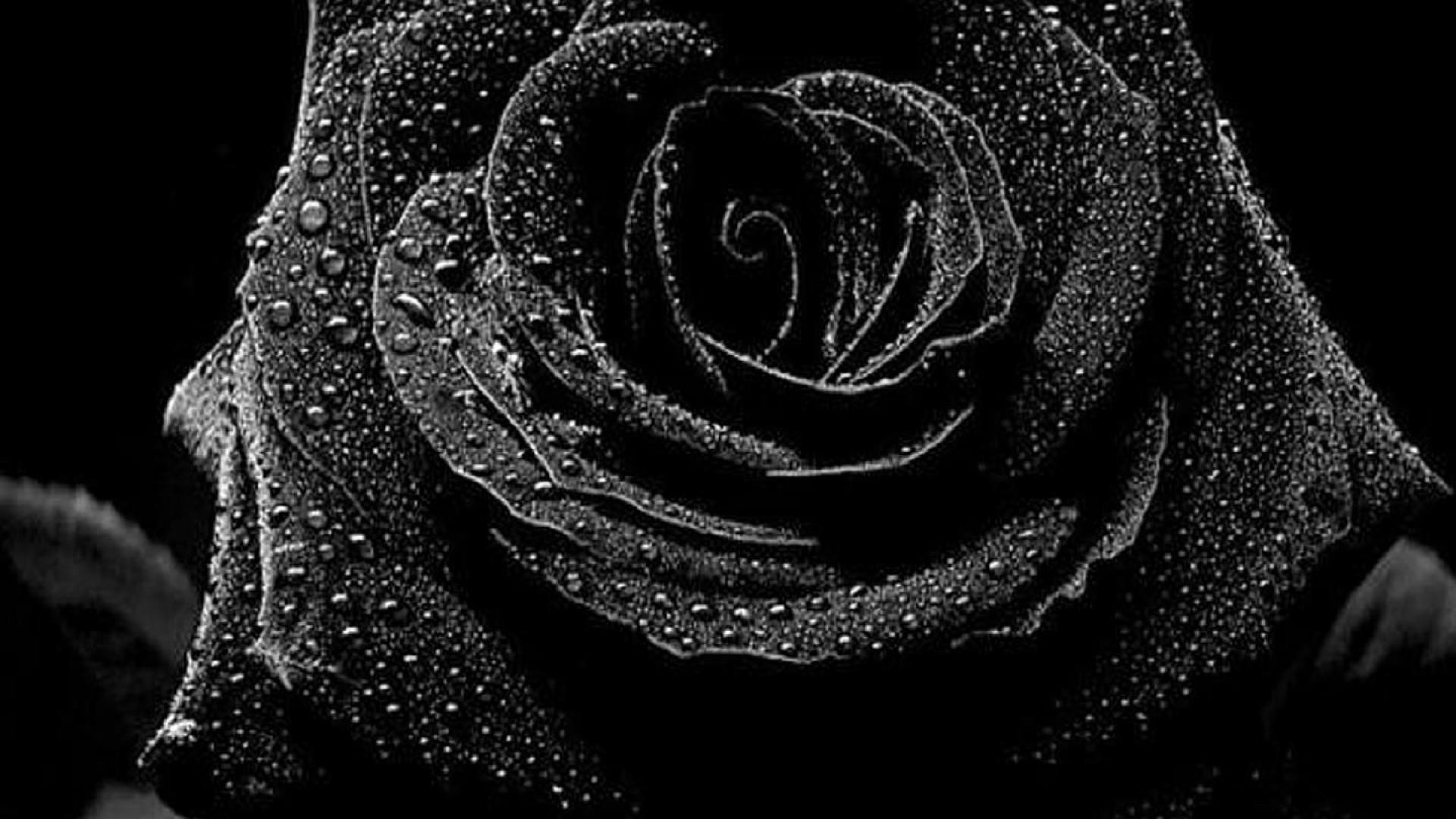 黒と白のバラの壁紙,黒,モノクロ写真,黒と白,水,ローズ