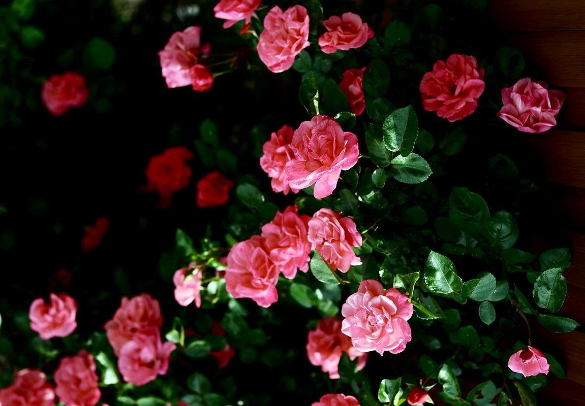 아름다운 핑크 장미 배경 화면,꽃,꽃 피는 식물,정원 장미,식물,분홍