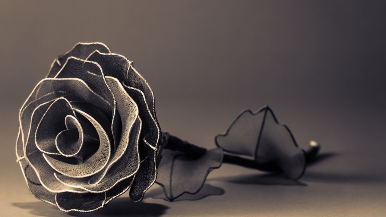 schwarz weiß rosentapete,stillleben fotografie,gartenrosen,rose,blume,rosenfamilie