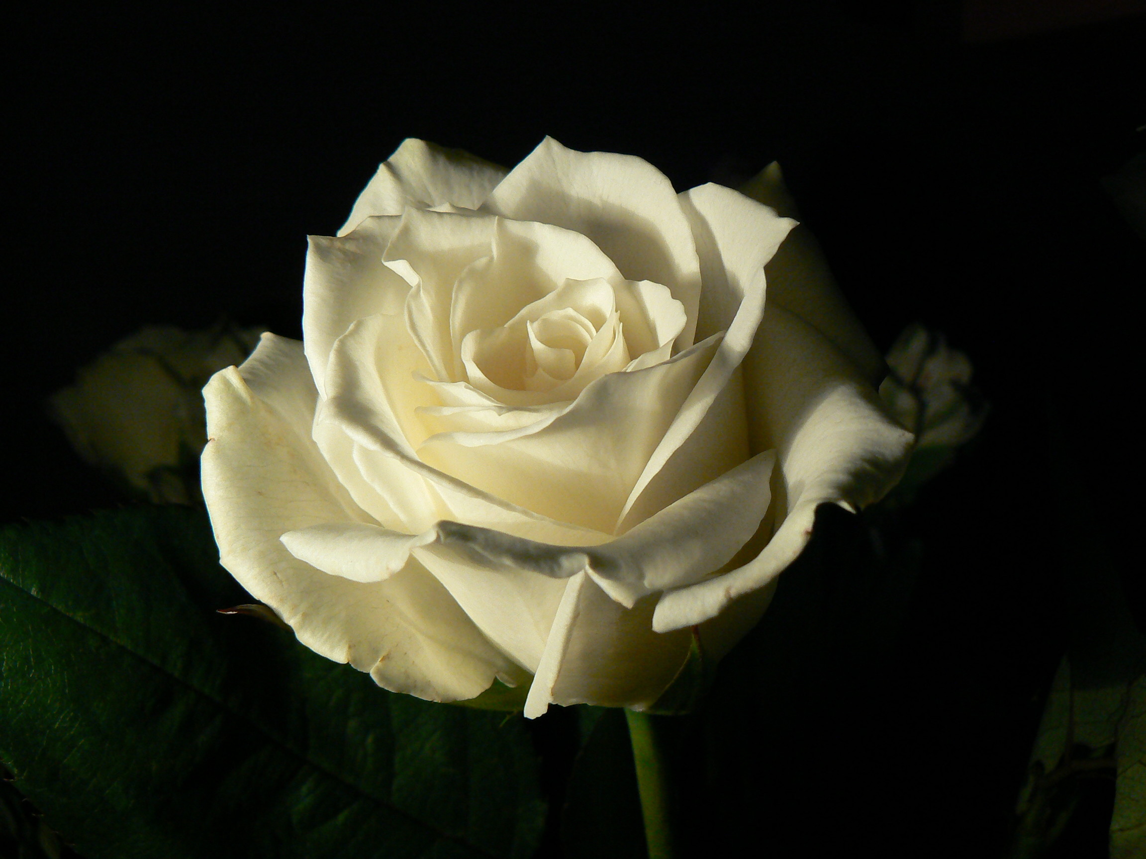黒と白のバラの壁紙,開花植物,白い,庭のバラ,花弁,花