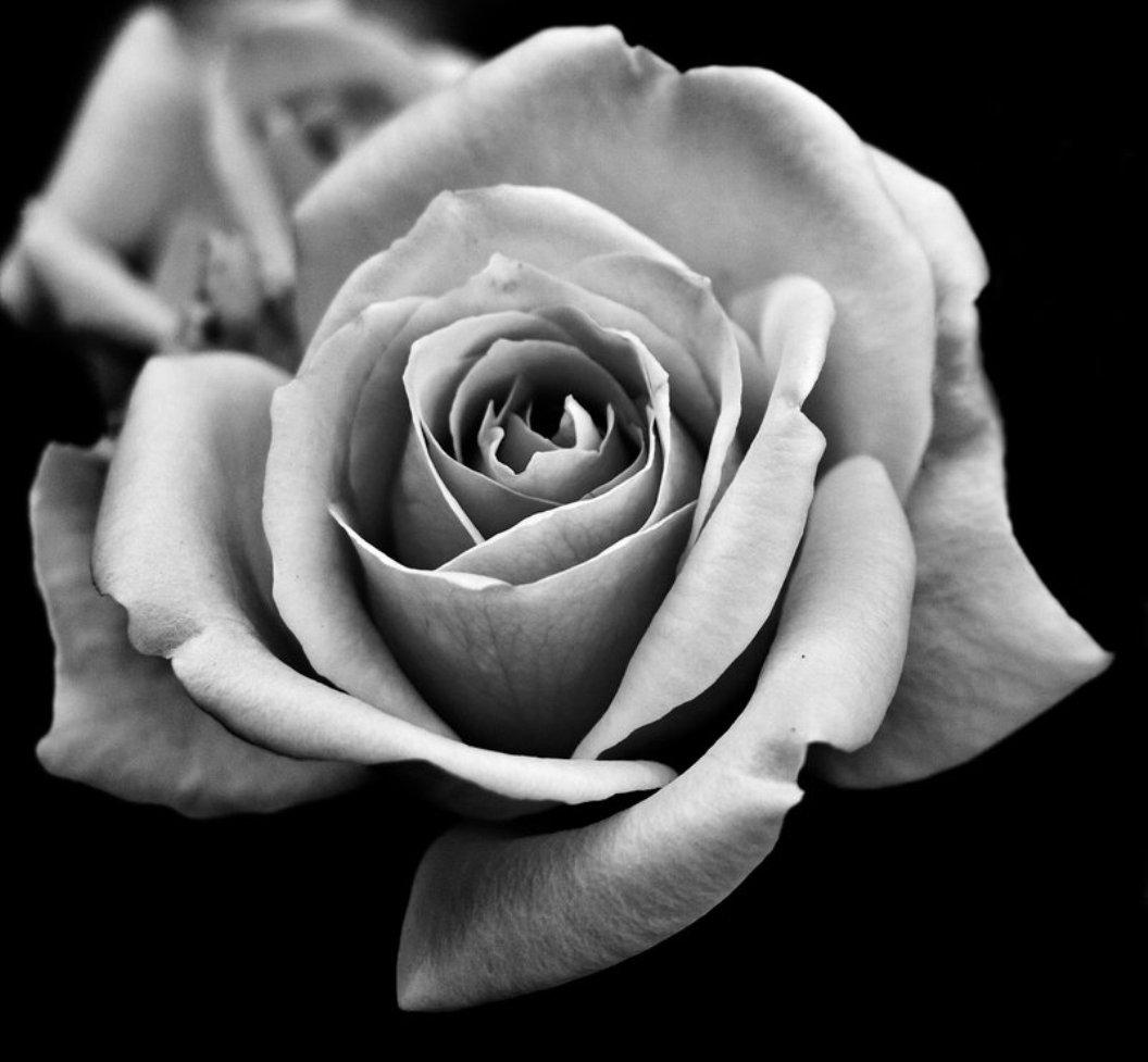 black and white rose wallpaper,white,petal,garden roses,monochrome photography,rose