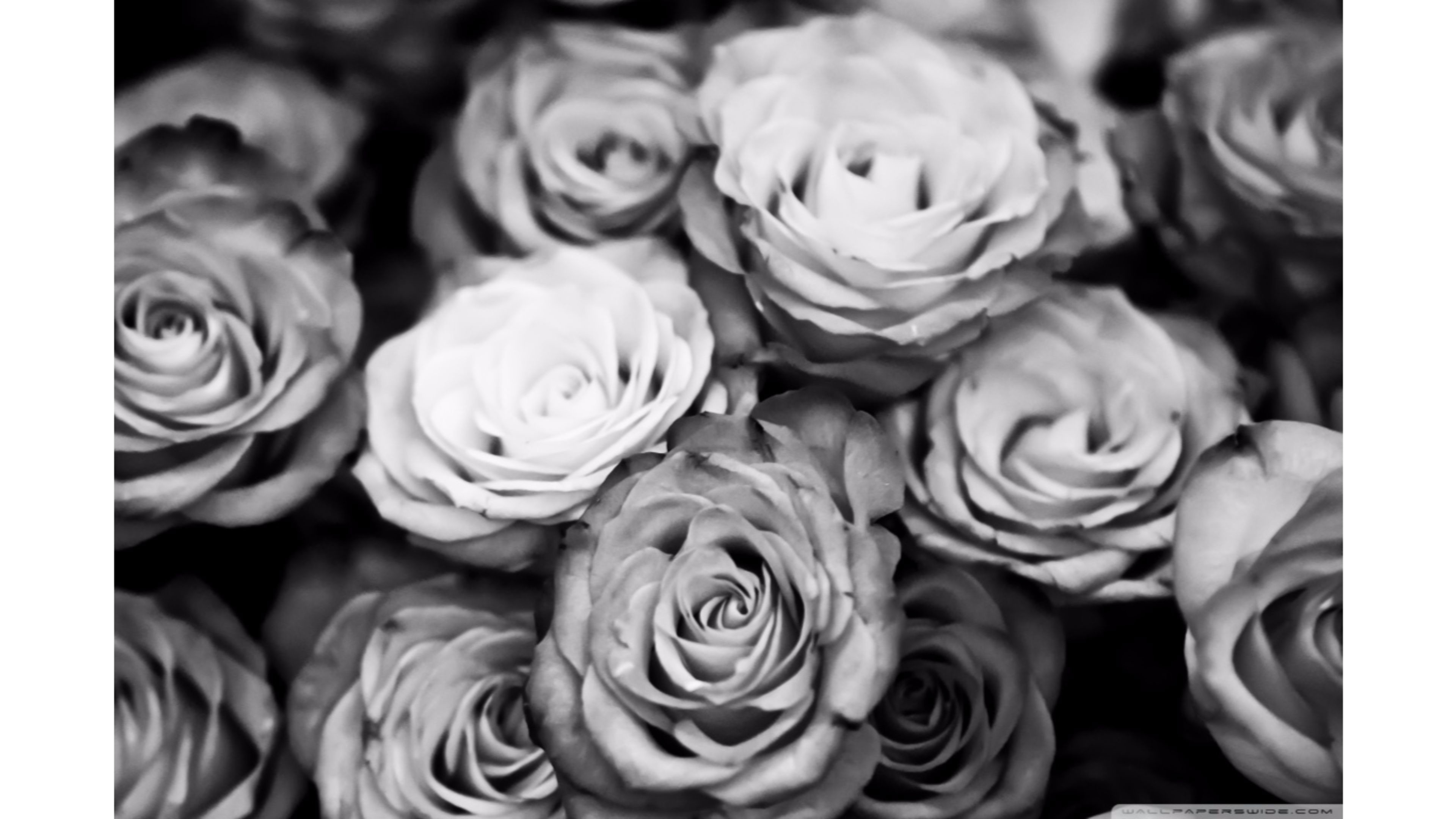 schwarz weiß rosentapete,gartenrosen,weiß,monochrome fotografie,rose,blume