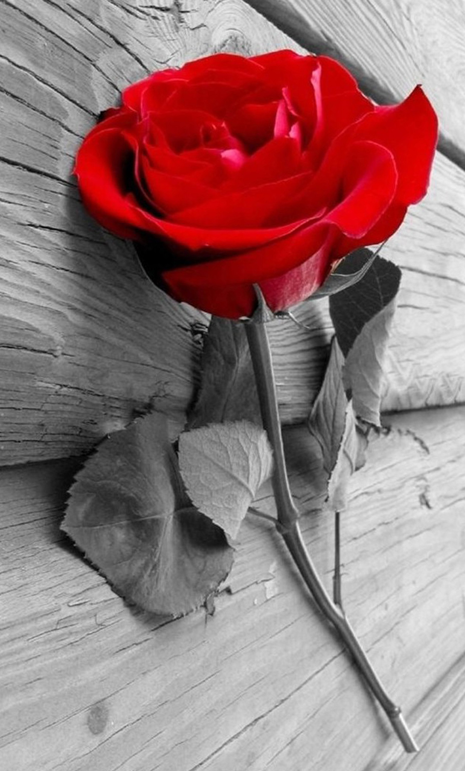 黒と白のバラの壁紙,赤,ローズ,花,花弁,庭のバラ