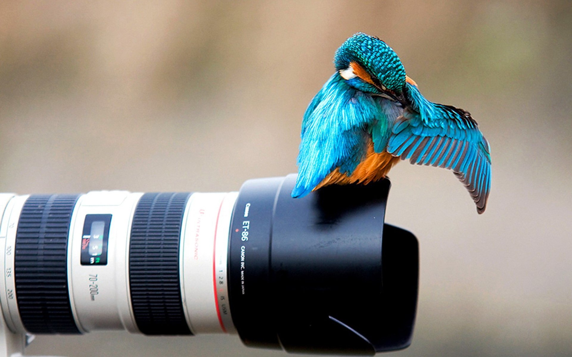 fond d'écran canon hd,oiseau,lentille,la photographie,objectif de la caméra