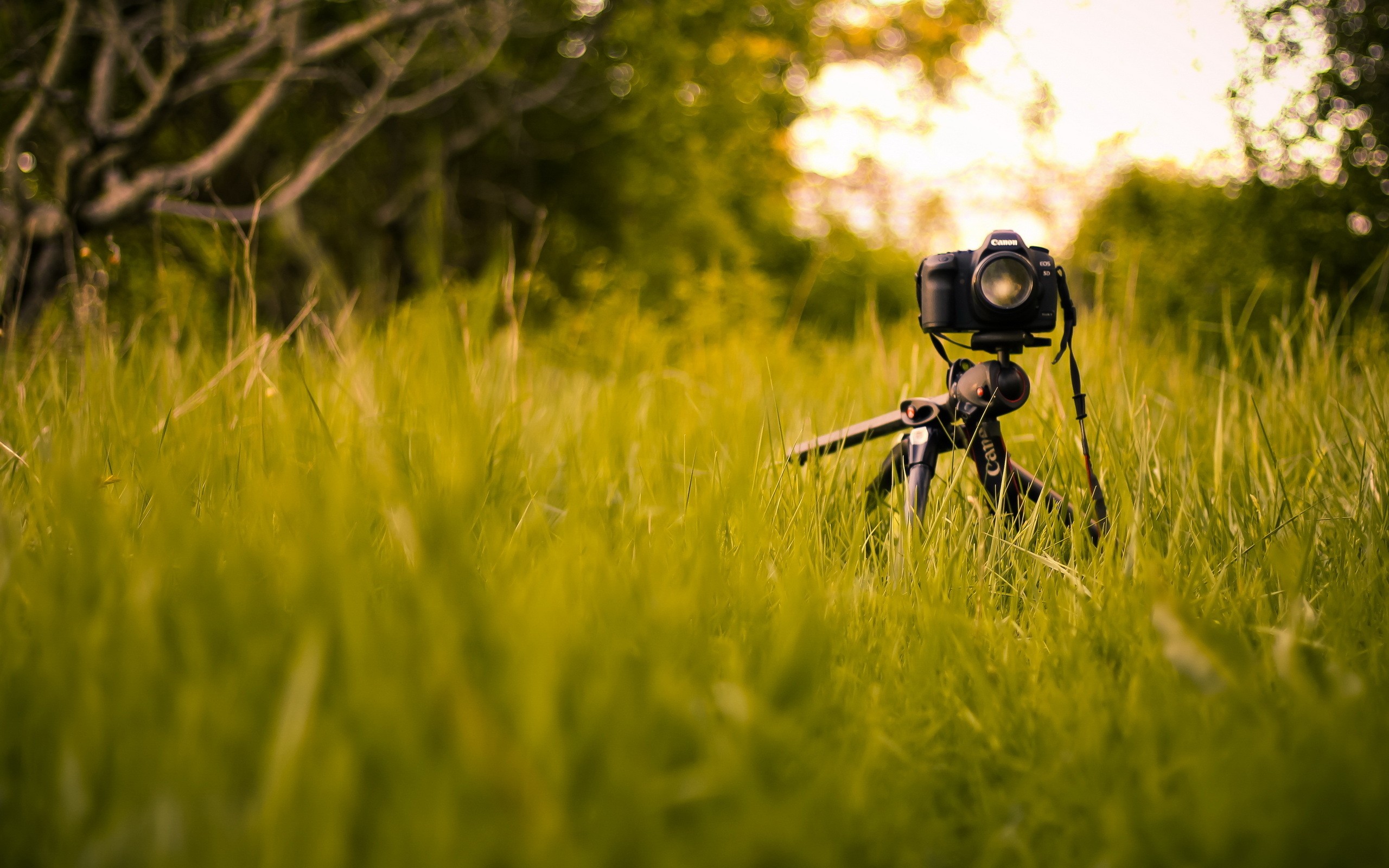 canon wallpaper hd,nature,green,grass,macro photography,grass family