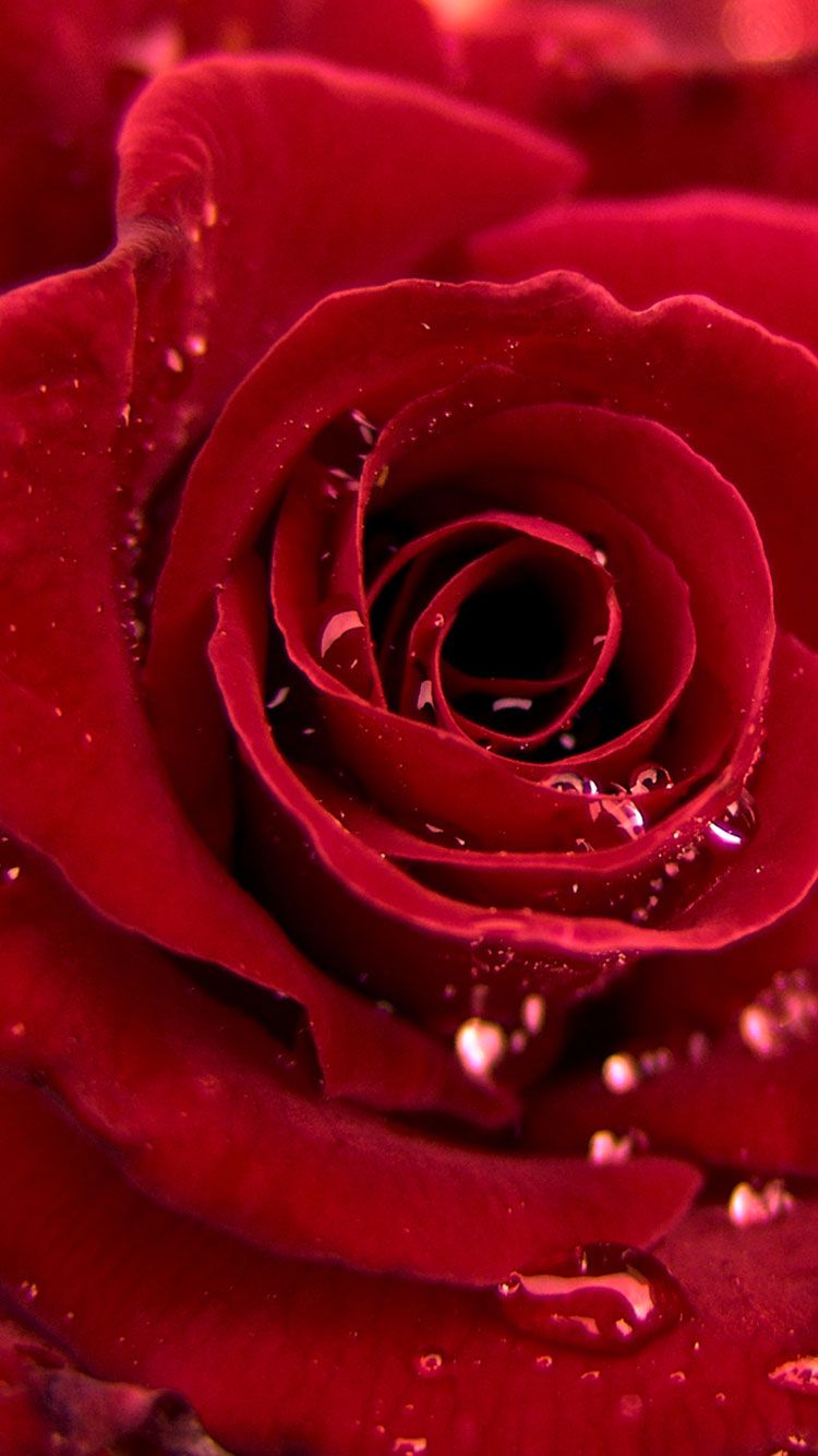 fondo de pantalla de oro hd para iphone 6,rojo,rosas de jardín,rosa,pétalo,agua