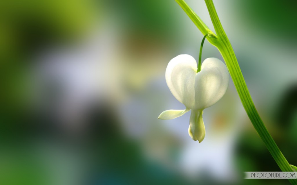 download gratuito di foto sfondo wallpaper,fiore,natura,verde,pianta,petalo
