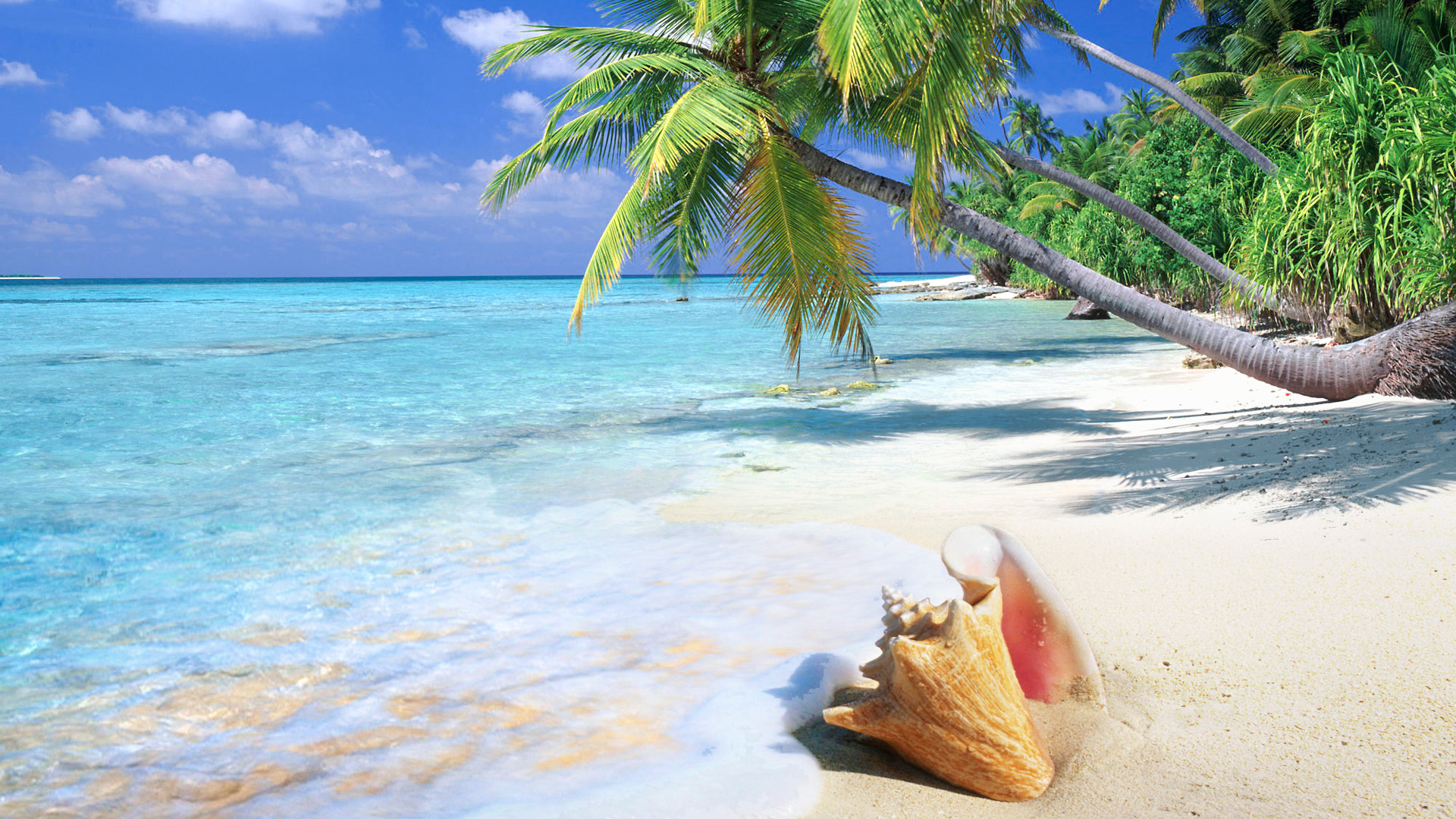 photo background wallpaper free download,tropics,beach,caribbean,vacation,tree