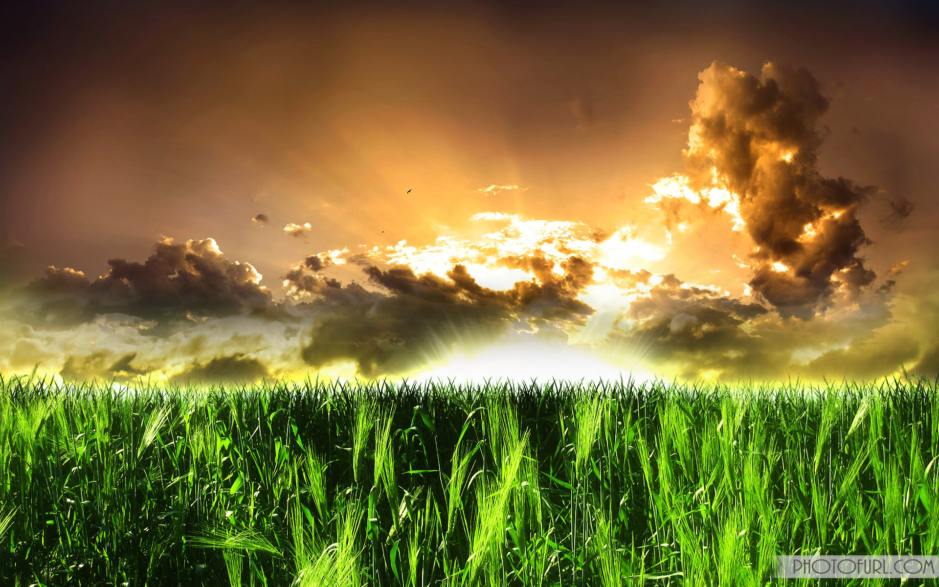 foto hintergrund wallpaper kostenloser download,natur,natürliche landschaft,himmel,gras,licht