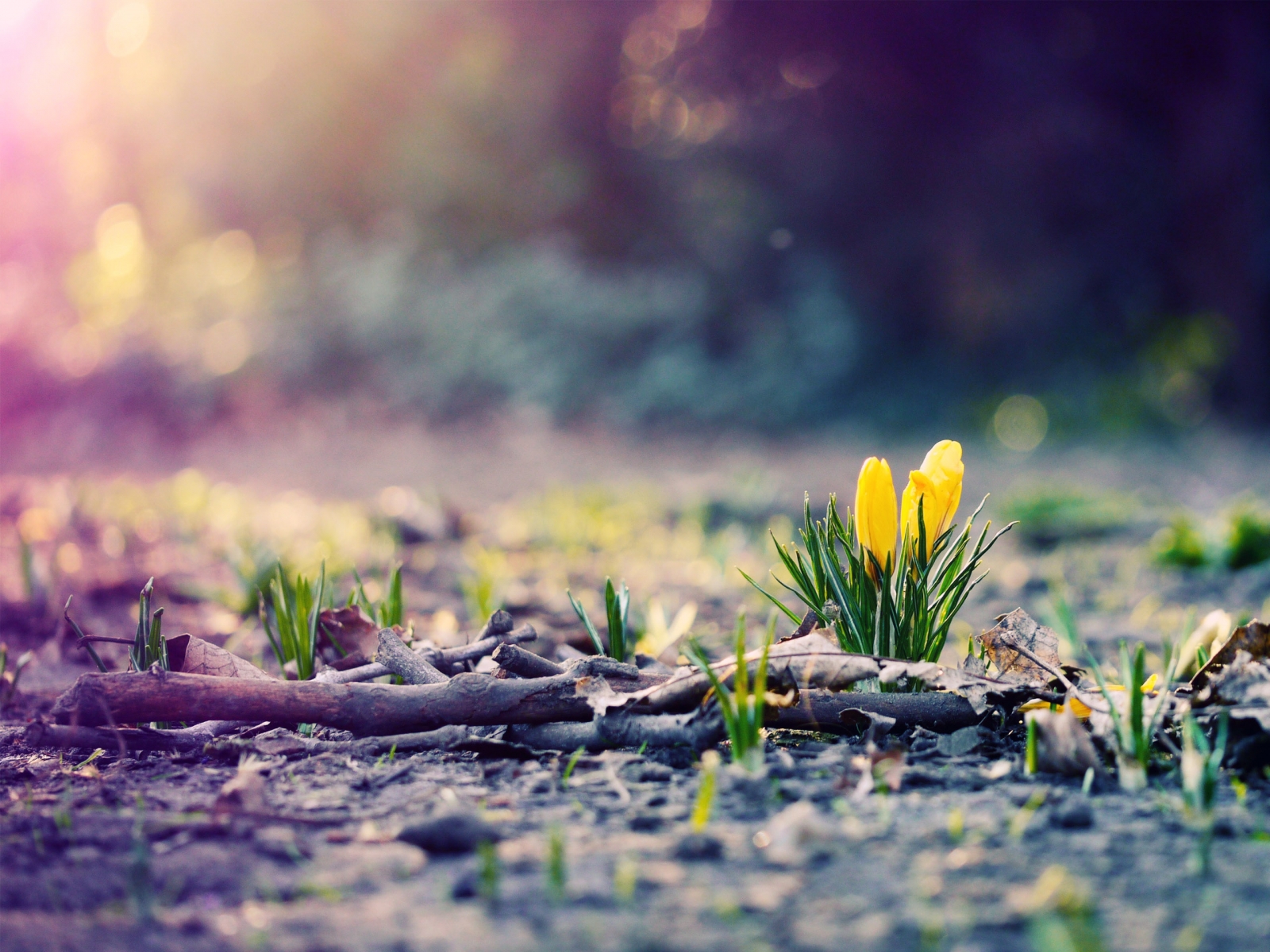 foto fondo de pantalla descarga gratuita,naturaleza,paisaje natural,flor,primavera,amarillo