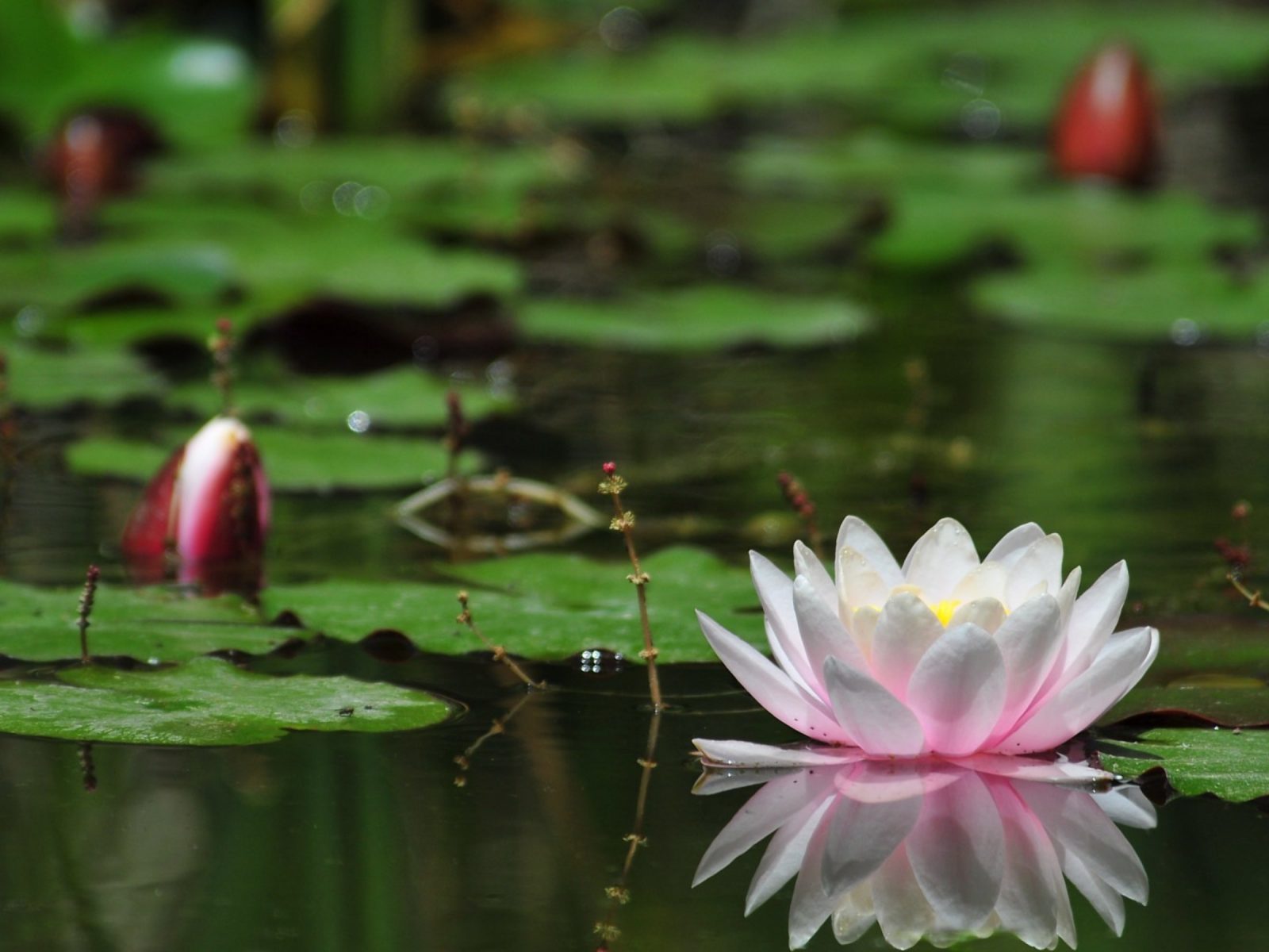 写真の背景の壁紙無料ダウンロード,香りのよい白い睡蓮,花,水生植物,神聖な蓮,自然