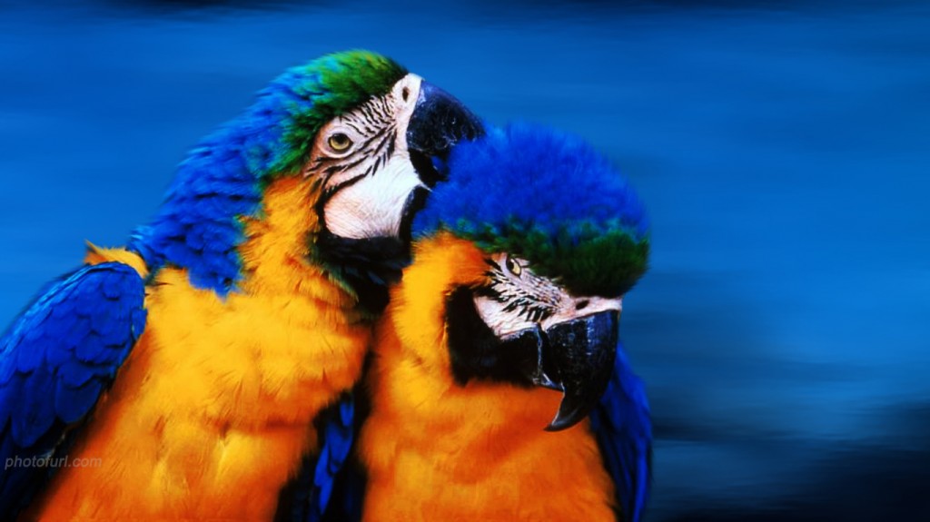 download gratuito di foto sfondo wallpaper,uccello,ara,pappagallo,parrocchetto,natura