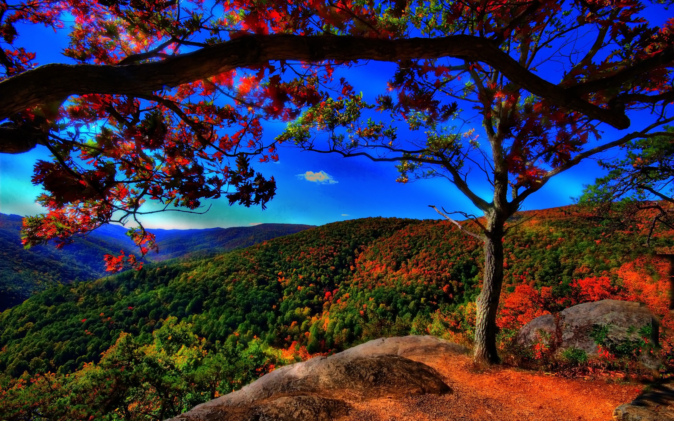 foto fondo de pantalla descarga gratuita,paisaje natural,naturaleza,árbol,cielo,hoja